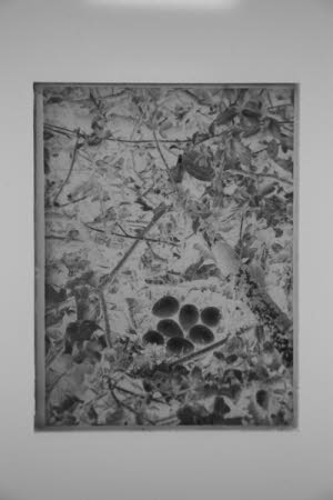 Glass negative