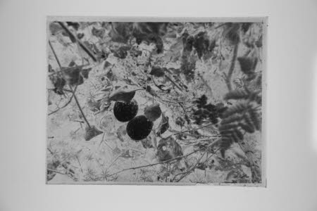Glass negative