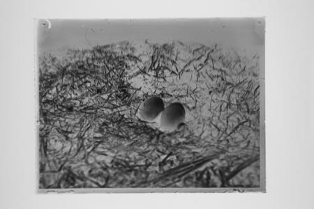Glass negative