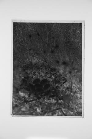Glass negative
