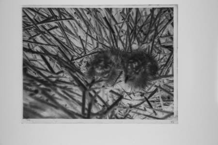 Glass negative