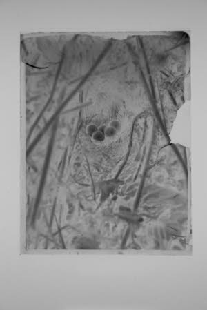Glass negative