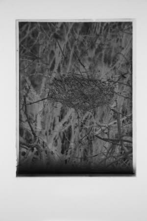 Glass negative