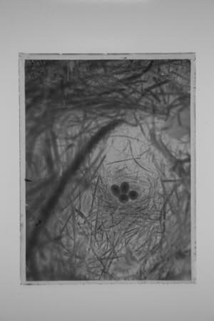 Glass negative