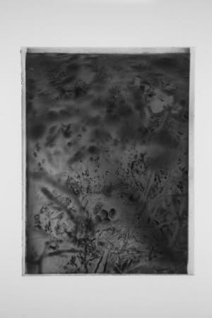 Glass negative