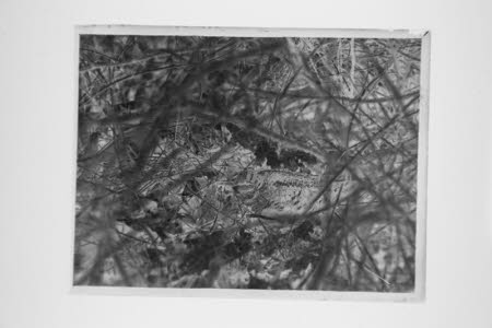 Glass negative