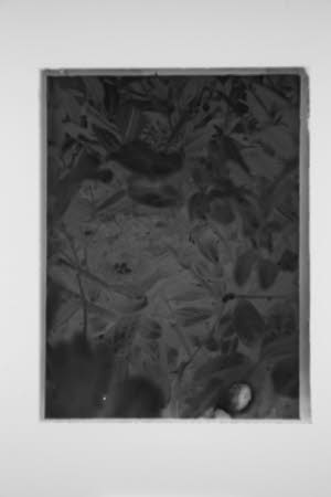 Glass negative