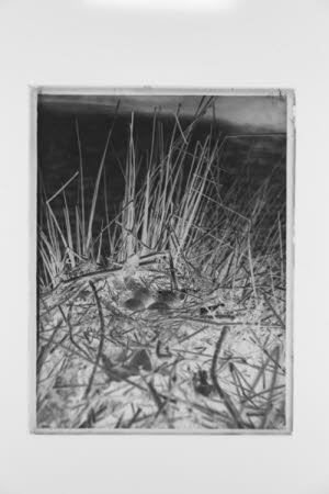 Glass negative