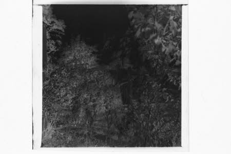 Photographic negative