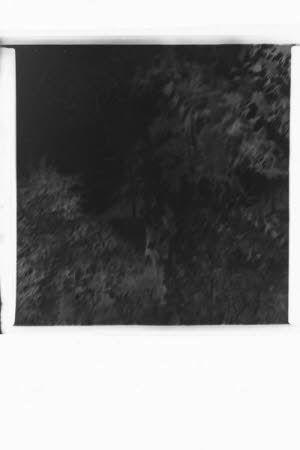 Photographic negative