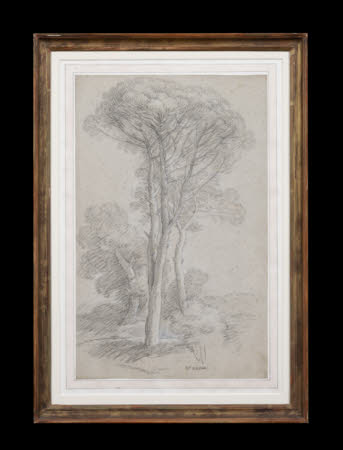 Umbrella Pine Trees