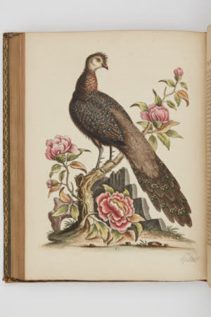 A natural history of uncommon birds, : and of some other rare and undescribed animals, quadrupedes, ...