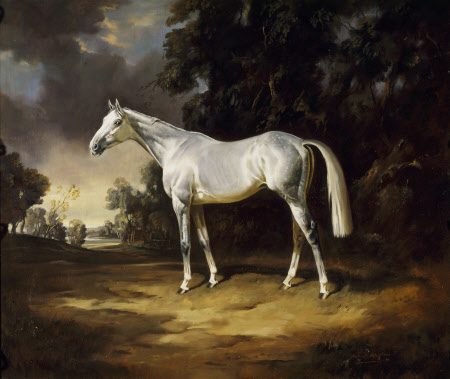 'Colonist II', Sir Winston's Grey Colt