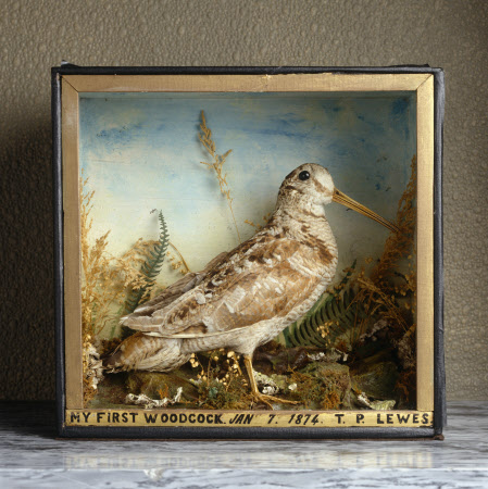 Woodcock