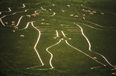 'The Giant' (chalk man) with sheep grazing, Cerne Abbas, Dorset, UK